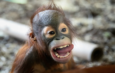 baby Orangutan